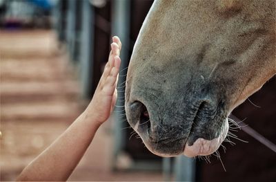 Close-up of child's hand touching a horse