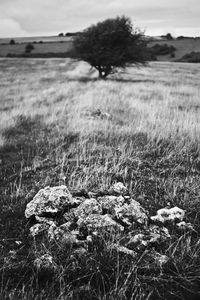 Close-up of plants on grassy field