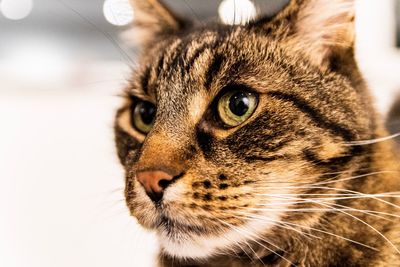 Close-up of a cat looking away