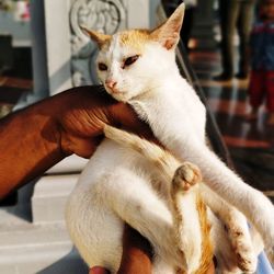 Full length of hand touching cat