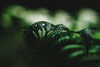 Close-up of fern leaves