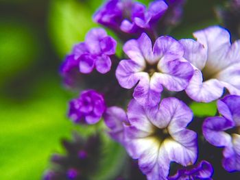 Close-up of purple flowers blooming outdoors