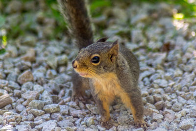 Close-up of squirrel eating