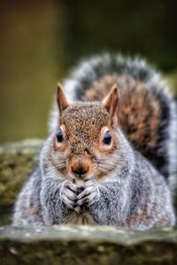 Close-up portrait of squirrel