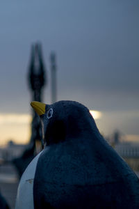 Close-up of a bird against the sky