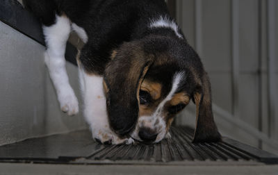 Close-up of dog