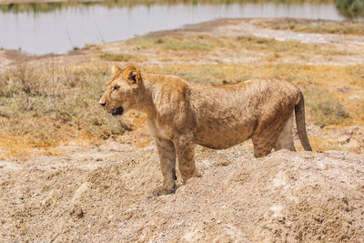 Lioness standing on field