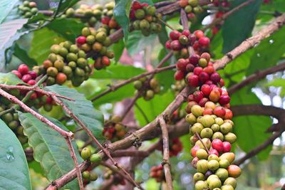 Close-up of berries growing on tree