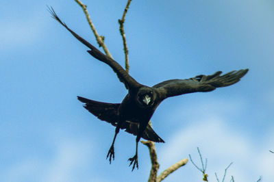 Low angle view of bird flying against blue sky