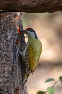 Close-up of bird perching on tree trunk