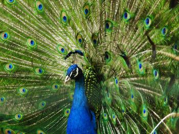 Close-up of peacock