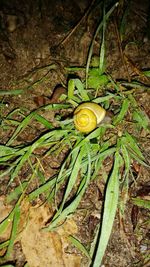 High angle view of fruit growing on field