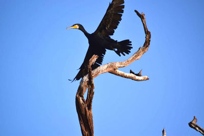 Low angle view of bird flying against clear blue sky