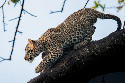 Low angle view of a cat on tree