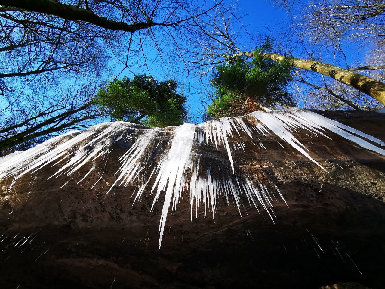 LOW ANGLE VIEW OF ICICLES AGAINST TREES