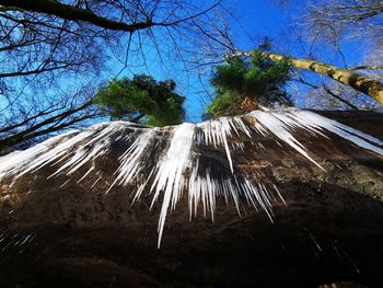 Low angle view of icicles on tree against sky