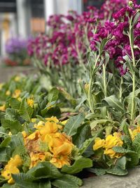 Close-up of yellow flowering plants