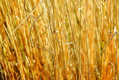 Full frame shot of wheat field