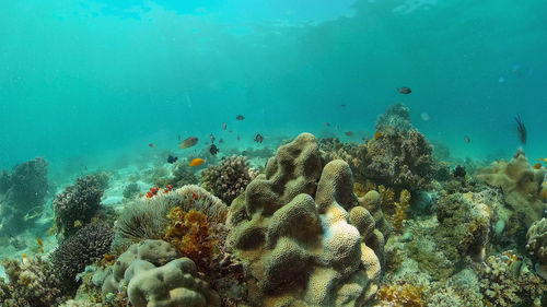 View of coral in sea