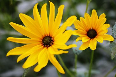 Close-up of yellow flowering plant