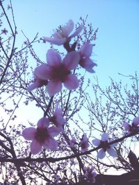 Low angle view of blooming tree against sky