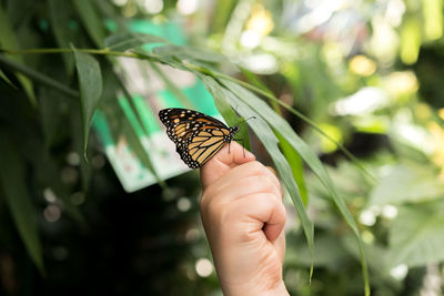 Close-up of butterfly perching on leaf