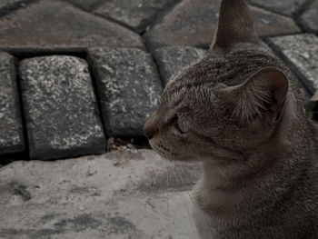 Close-up of a cat looking away