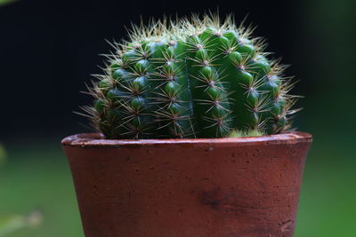 Close-up of succulent plant in pot