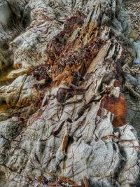 Full frame shot of tree trunk