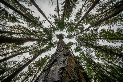 Low angle view of trees in forest