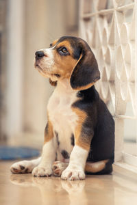 pet