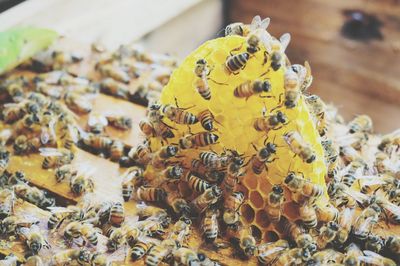 Close-up of bee on leaf