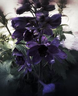 Close-up of purple flowers