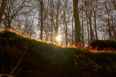 Bare trees in forest