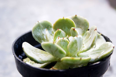 A mini succulent in the shape of a lotus dark green brown with red pointed tips 
