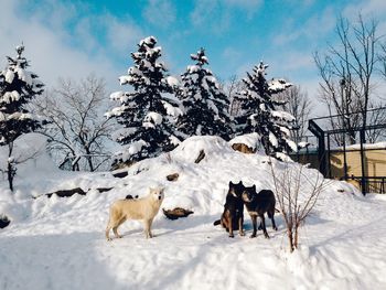 Two dogs on snow covered landscape