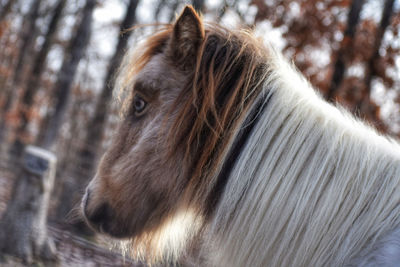 Close-up of a horse