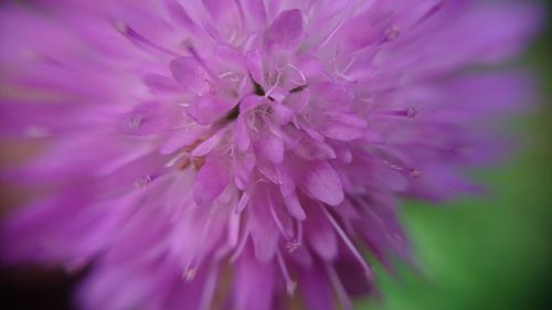 Close-up of pink flower