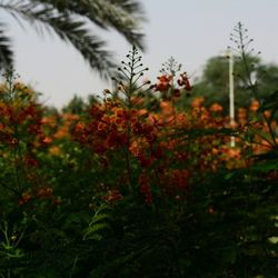 Close-up of red flowers