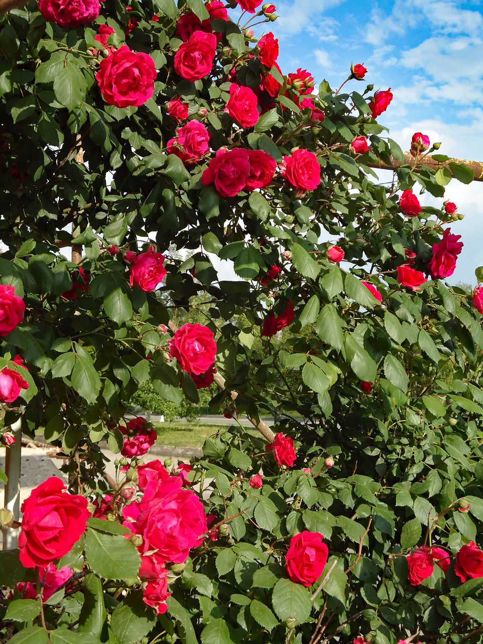 CLOSE-UP OF RED FLOWERS AND TREES