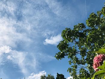 Low angle view of trees against blue sky