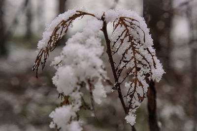 Close-up of frozen plant