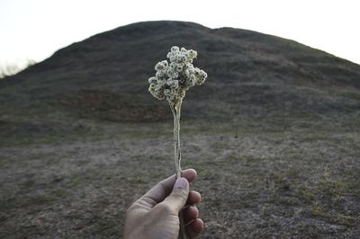 Hand holding plant against mountain