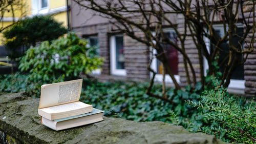 Plants growing in backyard
