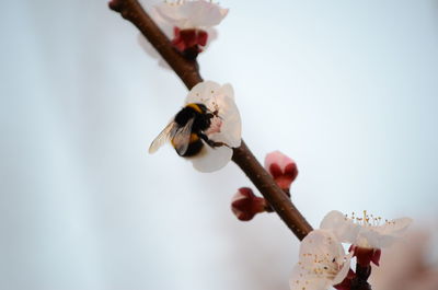 Close-up of hand feeding on flower