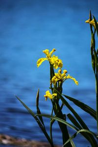 Close-up of yellow flowers against water