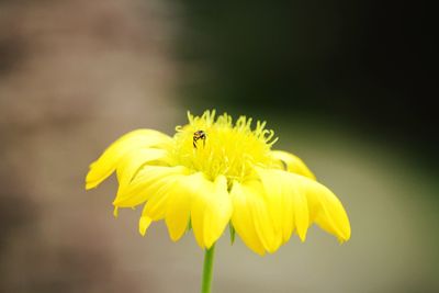 Close-up of yellow flowering plant