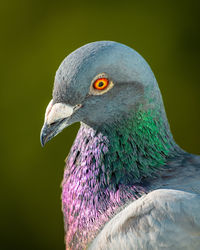 Close-up of pigeon