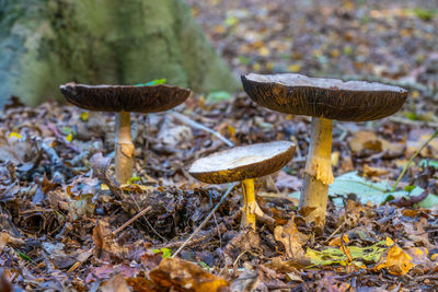 Close up low level view of wild british woodland mushrooms