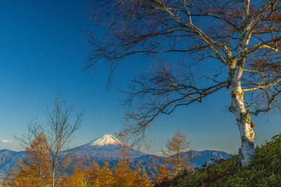 Low angle view of tree against clear blue sky